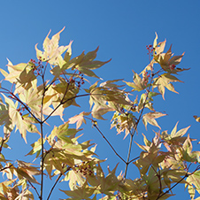 Herbst in Ittenbach